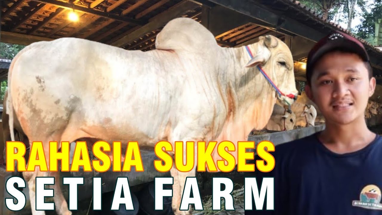 
                                 Keberhasilan-Setia-Farm-Beternak-Sapi-Hingga-Juara-Kontes